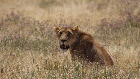 7Day-Wildlife-Safari-including-Wildebeest-Migration