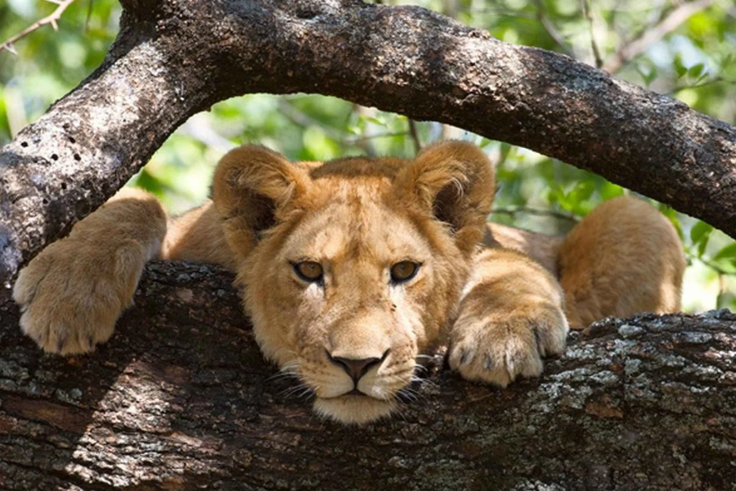 4Days-Tanzania-budget-Camping-Safari